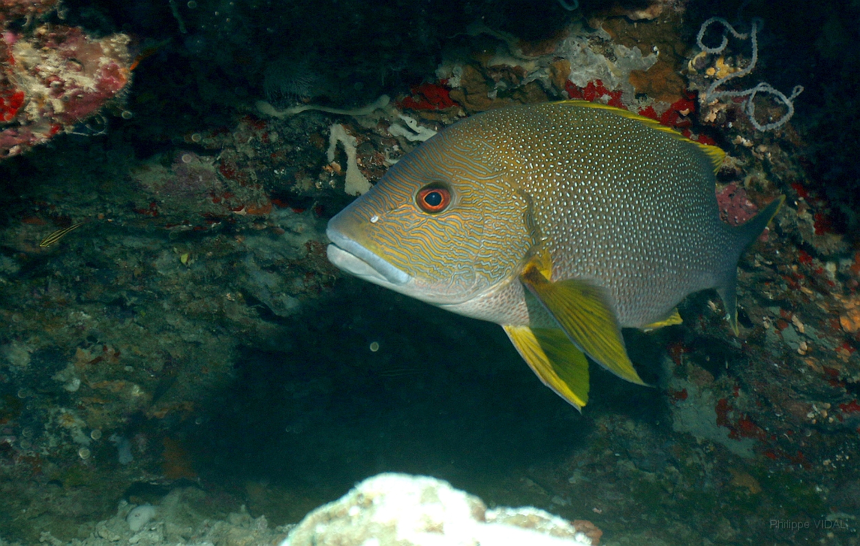 Sipadan_2015_Vivaneau Maori_ Lutjanus rivulatus_IMG_2414_rc.jpg